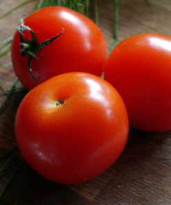 Tomato